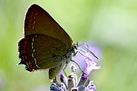 Satyrium ilicis Satyrium ilicis
